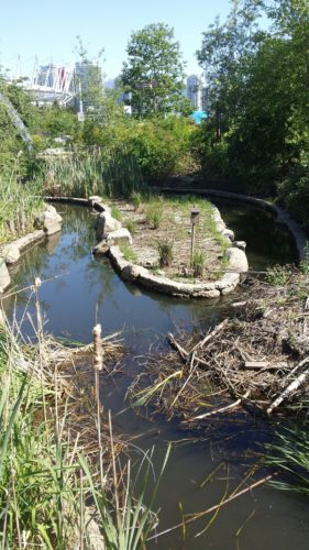 Hinge Park beaver lodge (© Frances Backhouse).